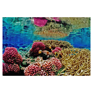 Coral Reef Restoration Donate
